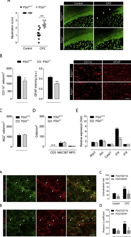 Fig. 2. P2x7 receptor de ﬁ cient mice are resistant to cuprizone-induced  demyelin-ation