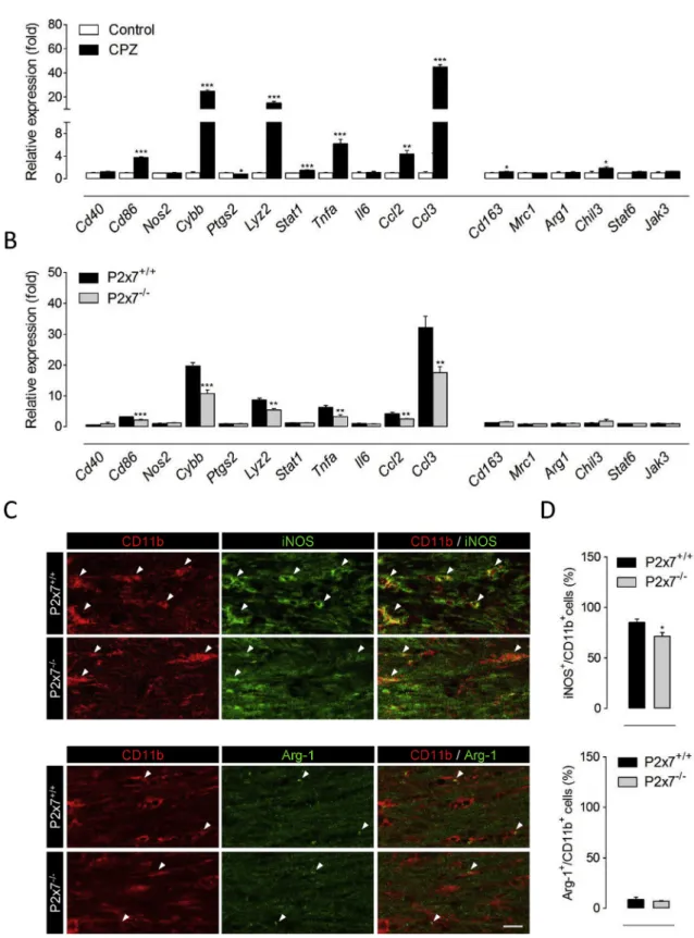 Fig. 4. P2x7 receptors promote the accumulation of pro-in ﬂ ammatory microglia during cuprizone-induced demyelination