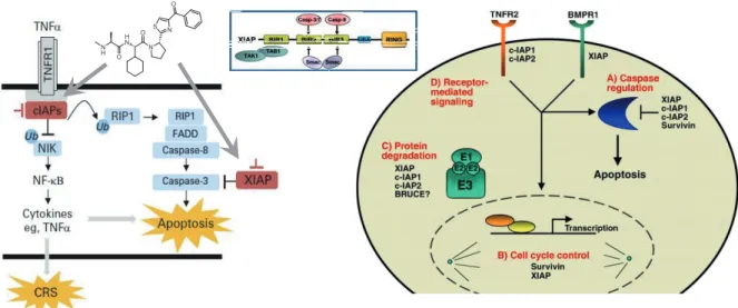 Figure 6. The role of IAP ligands in apoptotic signaling pathways 