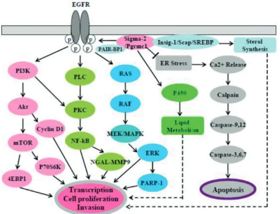 Figure 7. A hypothetical scheme of sigma-2 receptor/PGRMC1 signaling pathways in cancer cells 15    Rational analog design of XIAP antagonist compounds 