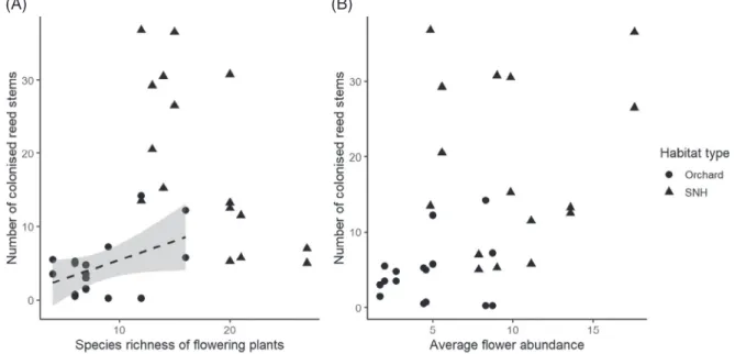 Figure 3 The correlation between the cumulative number of ﬂowering plant species (A), the average ﬂower abundance (B) during the sampling period and the number of reed stems colonized by bees in apple orchards and semi-natural habitats