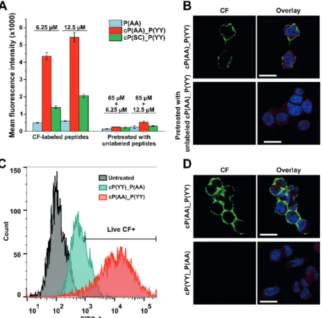 Figure 2. (A, B) Cellular uptake and confocal microscopic imaging of CF-labeled peptides using  MDA-MB-453 cells pre-incubated with corresponding unlabeled peptide