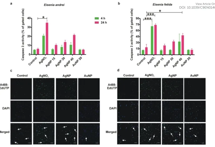 Figure  3.  Apoptosis  assessment  following  exposure  to  AgNP,  AuNP  or  AgNO 3   (1.35  µg/mL)