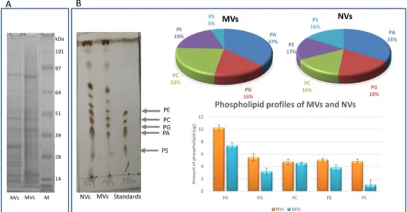 Figure 3. Tomato fruit-derived microvesicles (MVs) and nanovesicles (NVs) showed complex protein  and phospholipid profiles