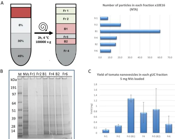 Figure  4.  Tomato  fruit-derived  nanovesicles  (NVs)  isolated  and  separated  by  the  differential  ultracentrifugation (dUC) method followed by gradient ultracentrifugation (gUC) using 8%/30%/45% 