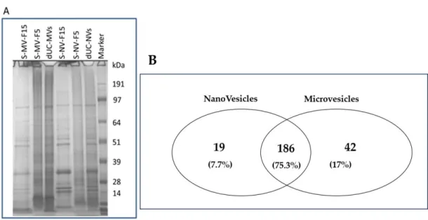Figure  8.  Protein  characterization  of  nanovesicles  (NVs)  and  microvesicles  (MVs)  isolated  by  differential ultracentrifugation (dUC) and purified using size-exclusion chromatography (SEC)