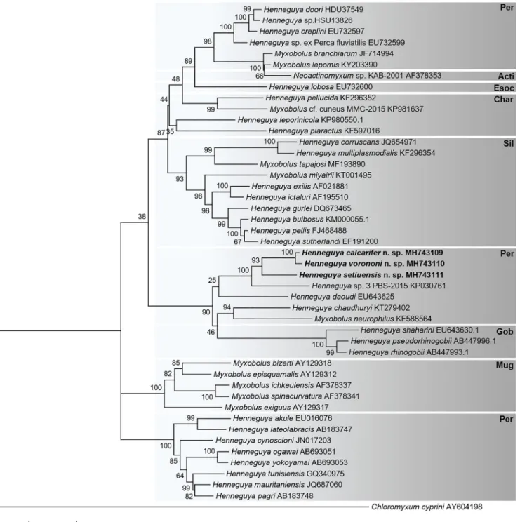 Fig. 5 Phylogenetic tree generated by maximum likelihood analysis of 18S ribosomal DNA sequences of Henneguya species from perciform hosts and other closely related myxosporean species identified by BLAST; GenBank accession numbers shown after the species 
