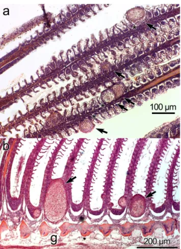 Fig. 4 Histological sections of gill filaments from Lates calcarifer infected by plasmodia of H