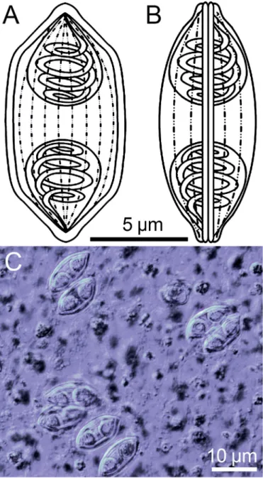 Fig. 1. Myxospores of Myxidium cf. notopterum. A–B: Line drawings of mature myxospores in frontal and valvular view showing polar capsules with coiled polar tubules and the longitudinal grooves