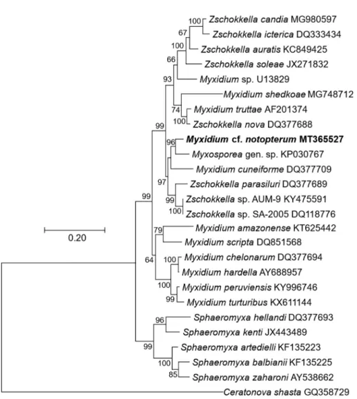Fig. 2. Phylogenetic tree generated by maximum likelihood analysis of ssrDNA sequences of Myxidium cf