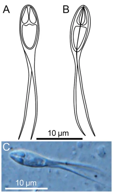 Fig. 3. Myxospores of Henneguya ganapatiae. A–B: Line drawings of mature myxospores in frontal and valvular view showing polar capsules and caudal processes.