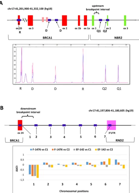 Figure 2. Narrowing down the breakpoint intervals with relative quantitation assays. Representative  examples
