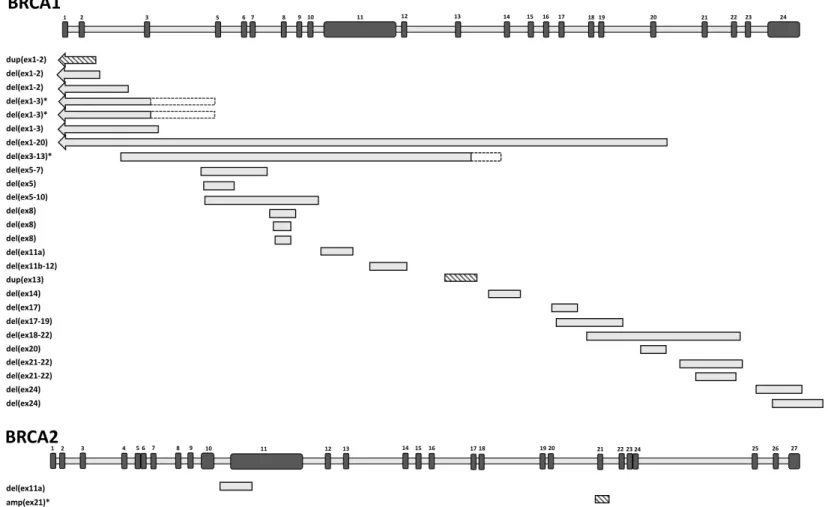Figure 3. Position of the detected large genomic rearrangements (LGRs) along the BRCA1 and BRCA2 genes