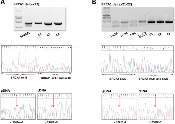 Figure 3. Position of the detected large genomic rearrangements (LGRs) along the BRCA1 and BRCA2  genes