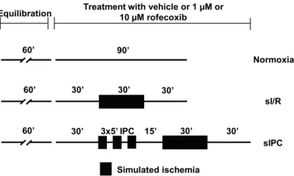 Figure 2. Ex vivo simulated ischemia/reperfusion (sI/R) injury study protocol: action potential  parameters were measured in isolated rat left ventricular papillary muscles in normoxic, sI/R and  simulated ischemic preconditioning (sIPC) conditions in the 