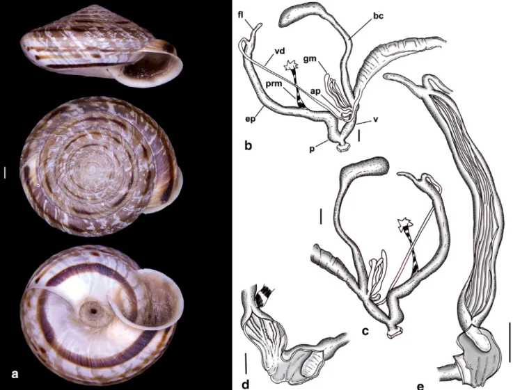 Fig. 7. Shell and genital system of Testudodiscula testudinalis (Lowe, 1852). (a) Shell