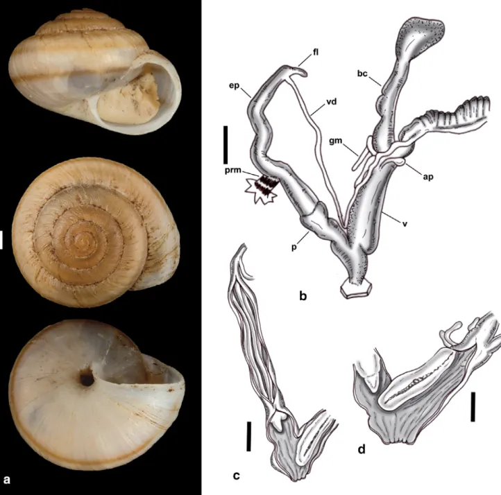 Fig. 8. Shell and genital system of Domunculifex littorinella (Mabille, 1883). (a) Shell