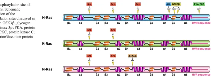 Fig. 2 Phosphorylation site of Ras proteins. Schematic representation of the