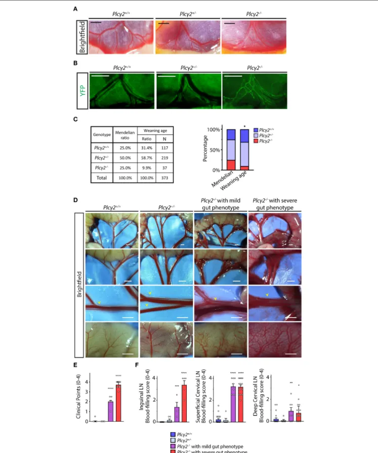 FIGURE 6 | Characterization of the lymphatic phenotype of Plcγ2 −/− and littermate control mice