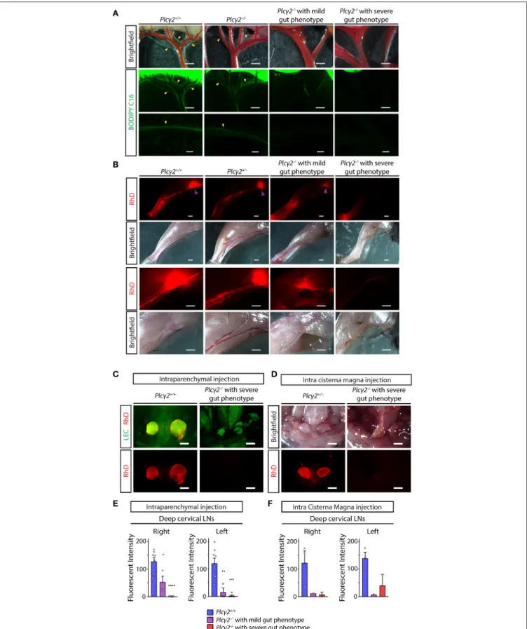 FIGURE 7 | Characterization of lymphatic function in Plcγ2 −/− and littermate control mice
