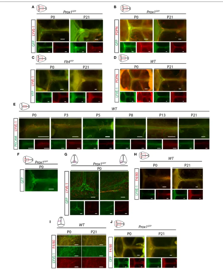 FIGURE 3 | Characterization of the developmental program of meningeal lymphatics. (A) Expression of GFP and LYVE-1 adjacent to the venous sinuses of whole-mount immunostained meninges of Prox1 GFP lymphatic reporter mice at P0 and P21 (P0 n = 9; P21 n = 6)