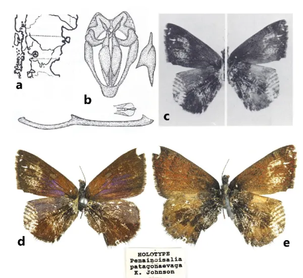 Figure 1. Penanincisalia patagonaevaga Johnson, 1990, holotype. Documentation of the original description (a–c): a = indicati- indicati-on of the type locality (Chubut, Argentina); b = genitalia organ, c = dissected holotype specimen, left: recto, right: 