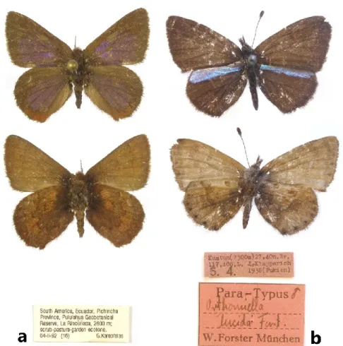 Figure 2. Hungarian Natural History Museum male specimens with their labels of lycaenid butterfly species composing the  chimeric holotype Penaincisalia patagonaevaga Johnson, 1990: a = Penaicisalia penai Johnson, 1990; 