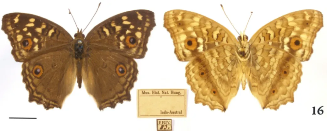 Fig. 17. One of the drawers of the Koy collection containing European and exotic butterfly and Fig