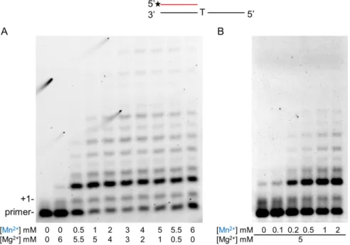 Figure 4. DNA damage bypass by Polη during RNA synthesis in the presence of manganese.