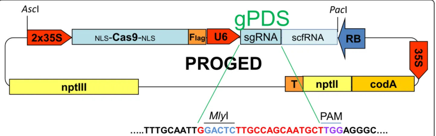 Fig. 1 Schematic drawing of the PROGED vector with the gPDS coding sequence and the adjacent PAM motive that is essential for cleavage by Cas9 nuclease