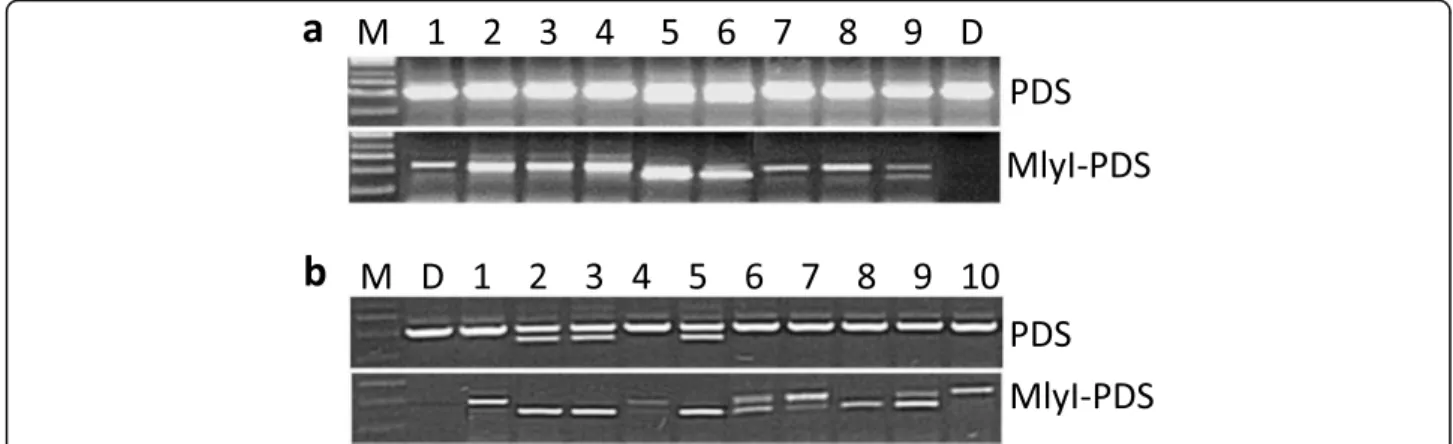 Fig. 2 Detection of target mutations obtained with continuous Km selection in the PDS gene of potatoes by PCR assay using the primer pair PDS Fw and PDS R (Additional file 1: Table S1)