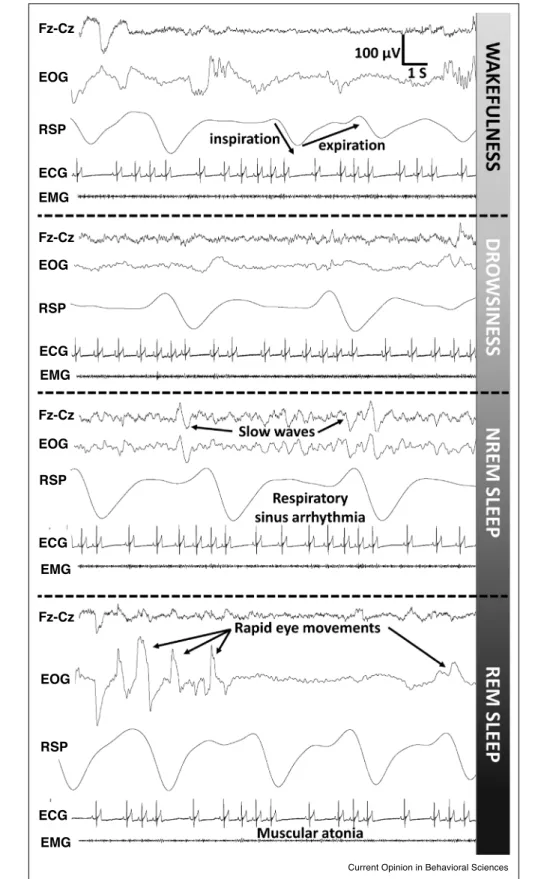 Figure 2 Fz-Cz EOG RSP ECG EMG Fz-Cz Fz-Cz Fz-CzEOGEOG EOGRSPRSP RSPECGECG ECG EMG EMG EMG