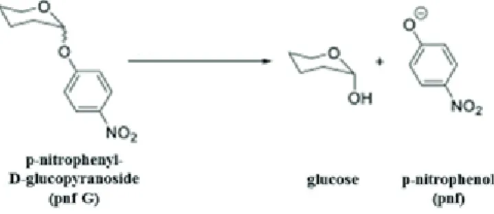 1. figure: The enzyme reaction 