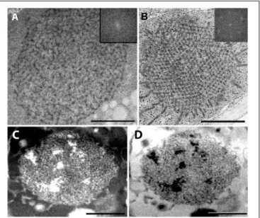 FIGURE 4 | Plastid ultrastructure in first leaf primordia of dark-forced rosemary (R. officinalis) shoots, i.e., newly developed shoots formed on adult plants during 2 weeks of growth in complete darkness