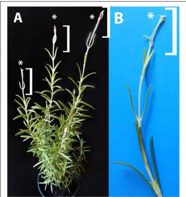 FIGURE 2 | Dark-forced rosemary (R. officinalis) plant (A) with new, dark-grown shoots (asterisks and square brackets) which developed during 2 weeks of growth in complete darkness