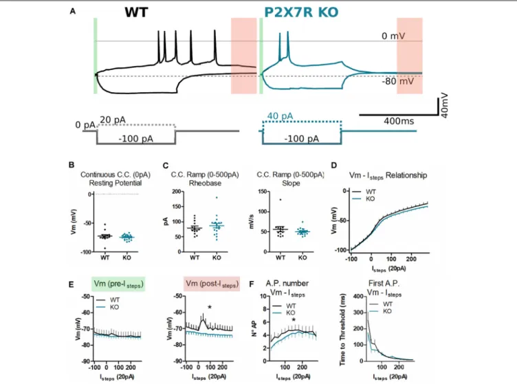 FIGURE 7 | P2rx7 −/− mPFC layer V neurons display similar depolarization but faster re-polarization after firing action potentials