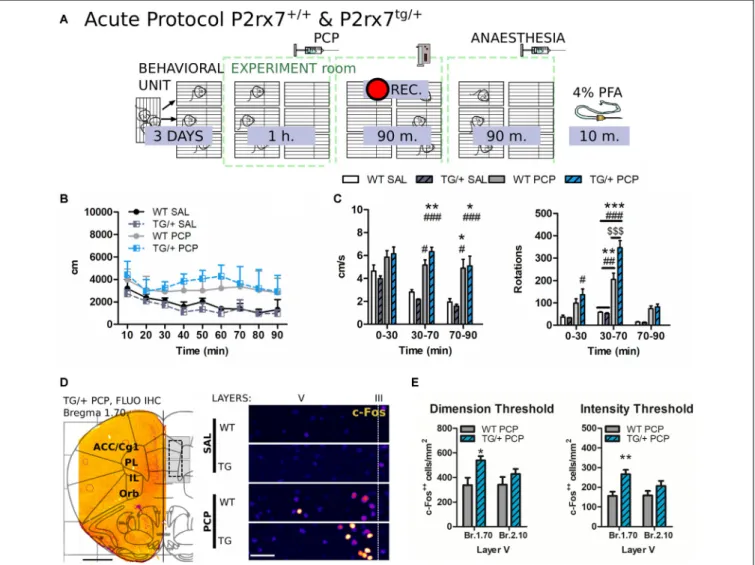 FIGURE 9 | P2rx7 tg/+ mice display exacerbated acute phencyclidine (PCP) psychotomimetic effect correlated with a higher PCP-driven hyperactivation of the mPFC neurons