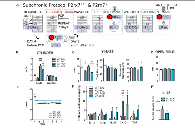 FIGURE 10 | P2rx7 gene-deficient animals show reduced deficit in working memory after PCP subchronic treatment independently of prefrontal neuroinflammation.