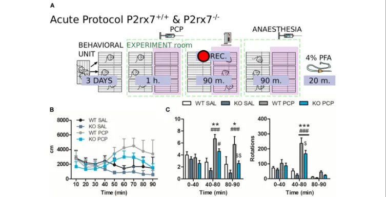 FIGURE 2 | P2rx7 −/− mice are less susceptible to the acute phencyclidine (PCP) psychotomimetic effect