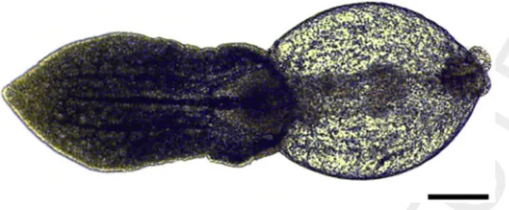 Figure 1. Encysted metacercaria of Posthodiplostomum centrarchi from the abdominal cavity of a pumpkinseed