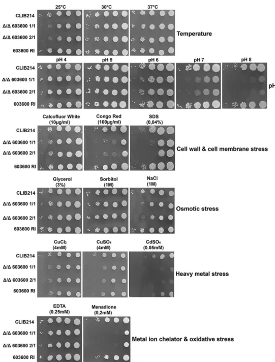 FIG 2 Phenotypic characterization of the mutant under different growth conditions. Results of phenotypic screening of the CLIB parental strain, Δ/Δ603600 homozygous deletion mutants, and the 603600 RI strain under various growth conditions, including diffe