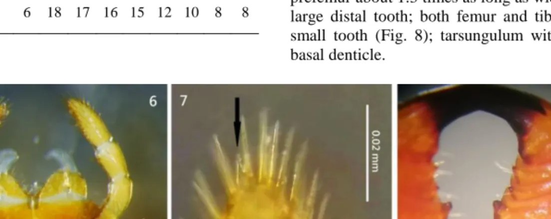 Table 2. Number of teeth on every mandibular dentate lamella  in Tygarrup daliensis sp