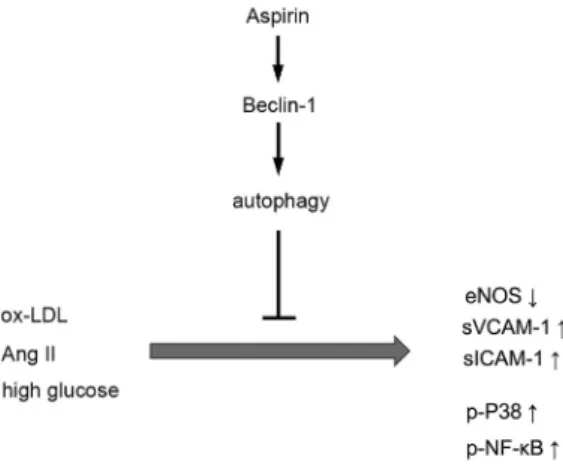 Fig. 5. Schematic of role of aspirin in the HCAECs. Aspirin protects HCAECs from ox-LDL-, Ang-II-, and HG-induced injury in an autophagy-dependent manner