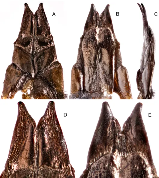 Fig. 10. B. fouquei sp. n. A–C = ovipositor: A = ventral view; B = dorsal view; C = lateral view; 