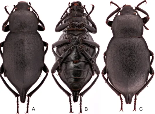 Fig. 15. B. granulata mixta, habitus. A, B = m; C = f; A, C = dorsal view; B = ventral view