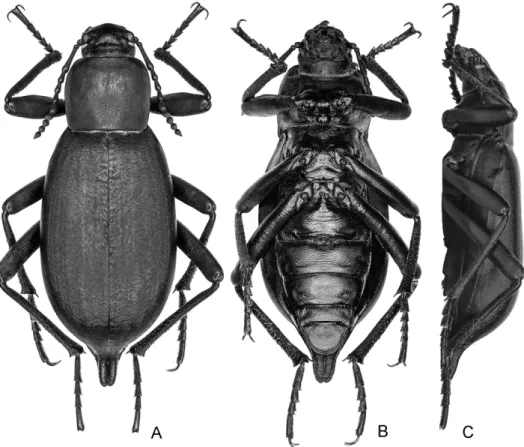 Fig. 7. B. fouquei sp. n., habitus, m. A = dorsal view; B = ventral view; C = lateral view