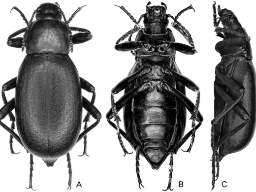 Fig. 8. B. fouquei sp. n., habitus, f. A = dorsal view; B = ventral view. C = lateral view