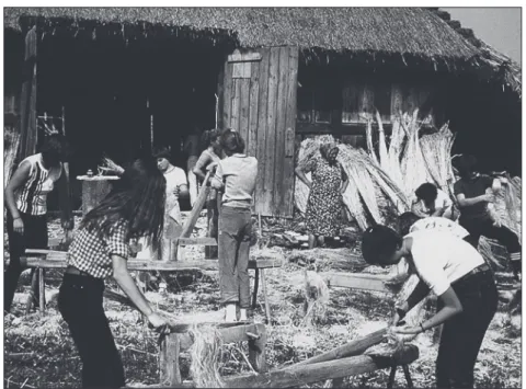 Figure  4.  Hemp  working  (scutching)  in  Magyarlukafa  1980.  (Facebook  https: 