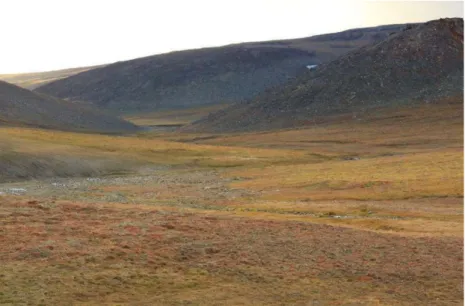 4. ábra A Vrangel-sziget uralkodó vegetációja, a tundra növényzet (http24)  Figure 4. The main vegetation of Wrangel Island is the tundra (http24) 