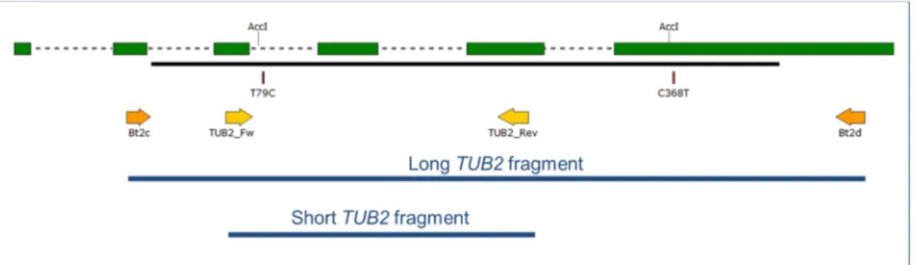 Figure 1. Map of the 5' region of the TUB2 gene of Erysiphe necator. Green boxes illustrate coding  regions in the first ≈600 base pairs of the gene starting from the ATG start triplet; dashed lines in  between boxes indicate introns